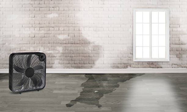 Best Mold removal after water damage  in Cedartown, GA